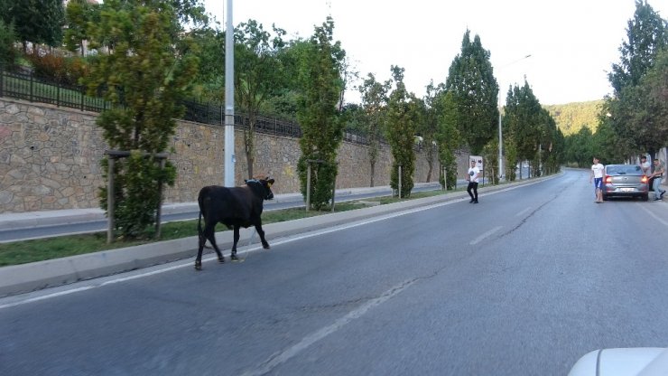 (ÖZEL ) E-5 KARAYOLUNDA KAÇAN BOĞAYI YAKALAMAK İÇİN EKİPLER SEFERBER OLDU