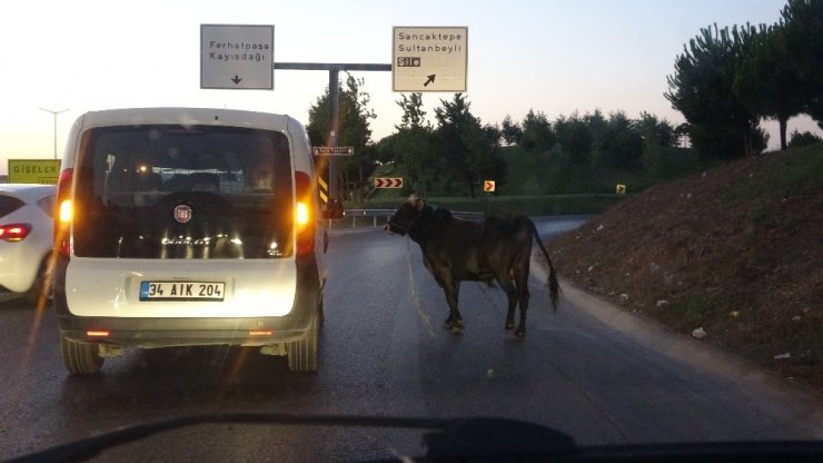 (ÖZEL ) E-5 KARAYOLUNDA KAÇAN BOĞAYI YAKALAMAK İÇİN EKİPLER SEFERBER OLDU