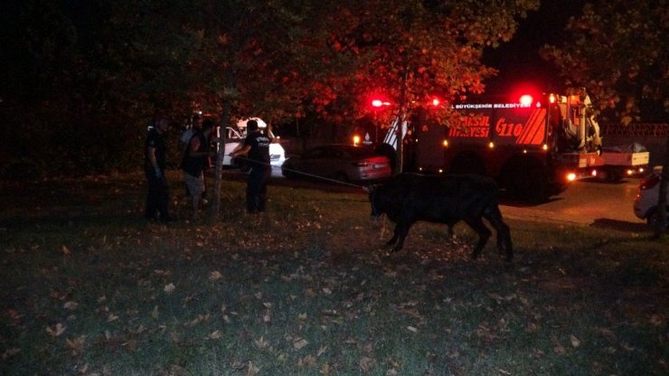 (ÖZEL ) E-5 KARAYOLUNDA KAÇAN BOĞAYI YAKALAMAK İÇİN EKİPLER SEFERBER OLDU