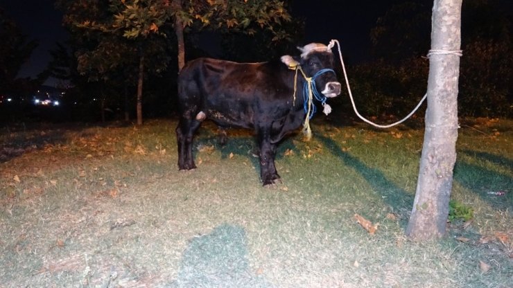 (ÖZEL ) E-5 KARAYOLUNDA KAÇAN BOĞAYI YAKALAMAK İÇİN EKİPLER SEFERBER OLDU