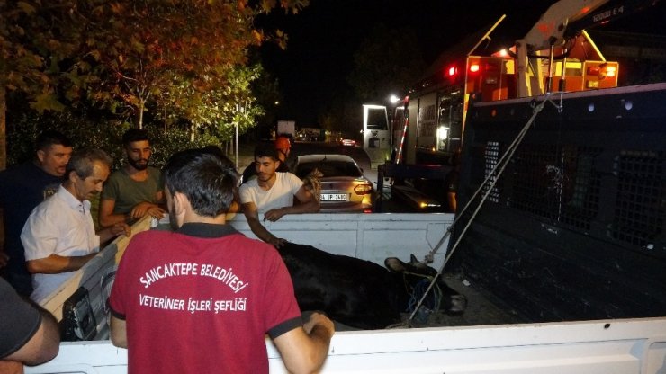 (ÖZEL ) E-5 KARAYOLUNDA KAÇAN BOĞAYI YAKALAMAK İÇİN EKİPLER SEFERBER OLDU