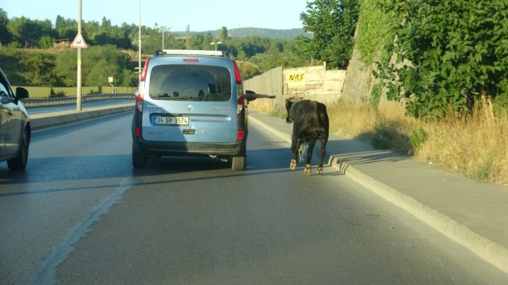 (ÖZEL ) E-5 KARAYOLUNDA KAÇAN BOĞAYI YAKALAMAK İÇİN EKİPLER SEFERBER OLDU