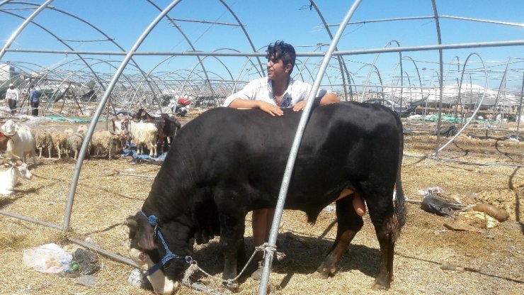KURBAN ÇADIRLARI BİR YANDAN TOPLANIRKEN BİR YANDAN PAZARLIKLAR SÜRÜYOR