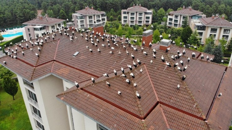 Leyleklerin göç molası havadan görüntülendi