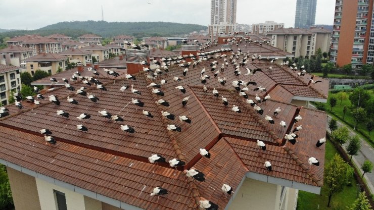 Leyleklerin göç molası havadan görüntülendi