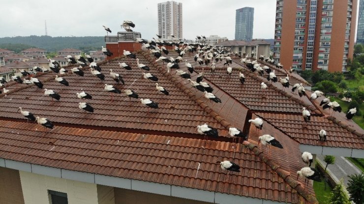 Leyleklerin göç molası havadan görüntülendi