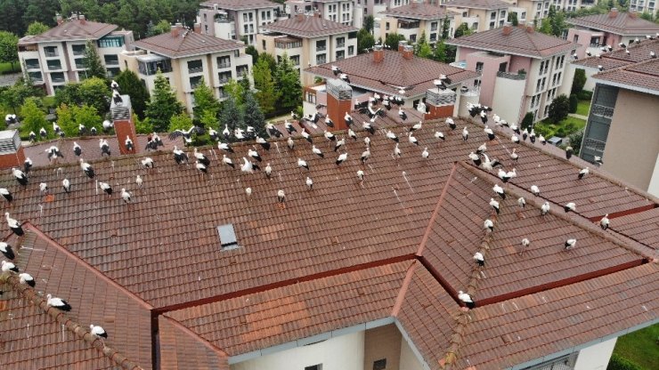 Leyleklerin göç molası havadan görüntülendi