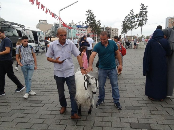 Keçisiyle Taksim’e çıktı, vatandaşların ilgi odağı oldu