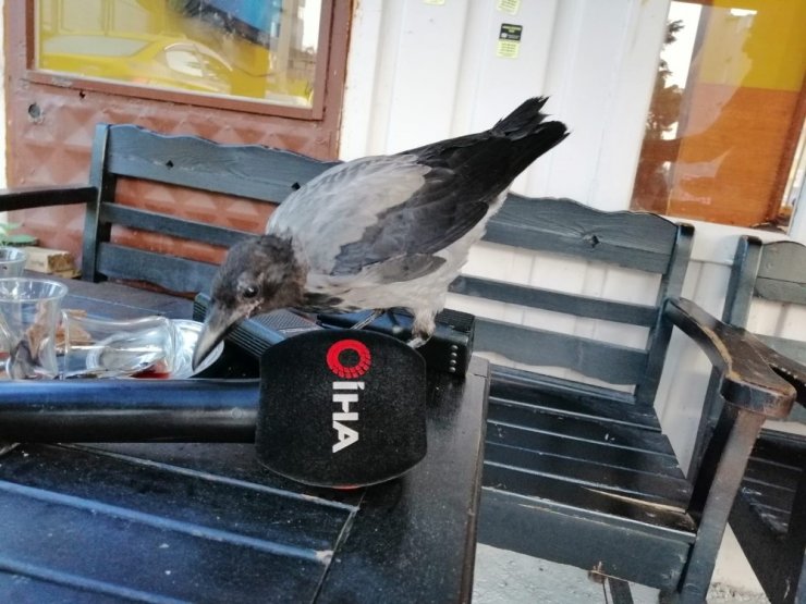 Karga ile taksi şoförlerinin dostluğu kamerada