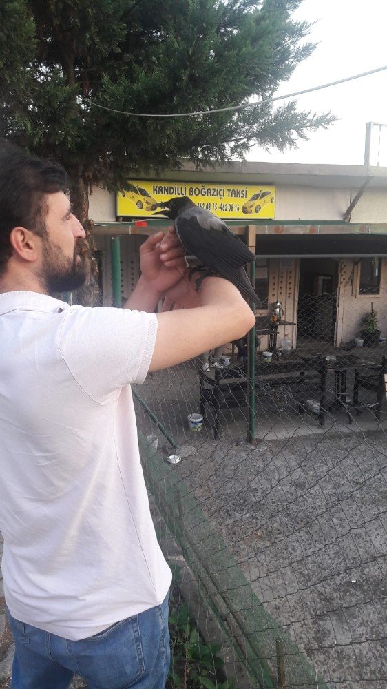 Karga ile taksi şoförlerinin dostluğu kamerada