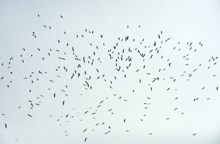 Leylekler İstanbul semalarında