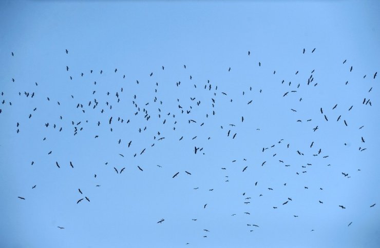 Leylekler İstanbul semalarında
