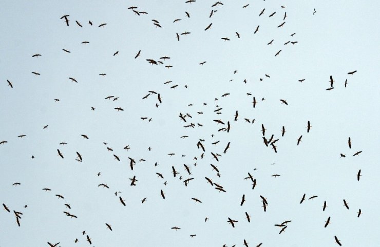 Leylekler İstanbul semalarında