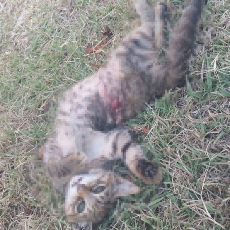 Küçükçekmece’de pitbull dehşeti