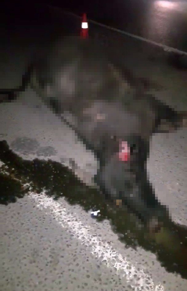 İstanbul Havalimanı yolunda taksinin çarptığı manda telef oldu