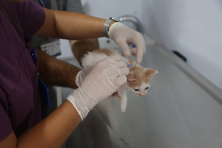 Maltepe’de VetBüs ile sokak hayvanları emin ellerde