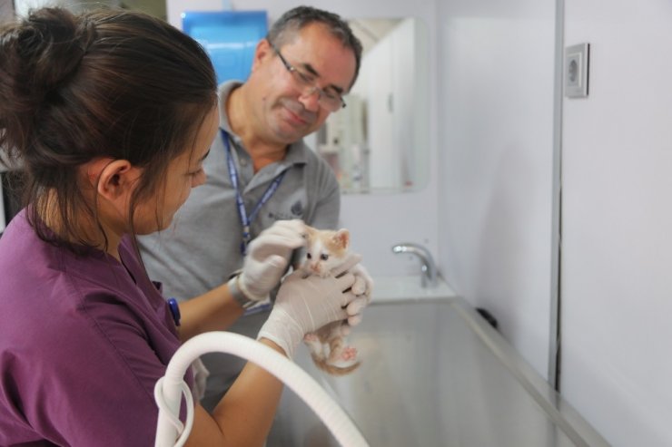 Maltepe’de VetBüs ile sokak hayvanları emin ellerde