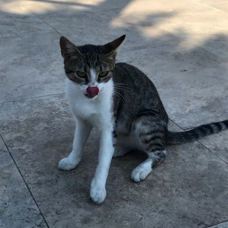 Cami cemaati kaybolan yavrular için seferber oldu