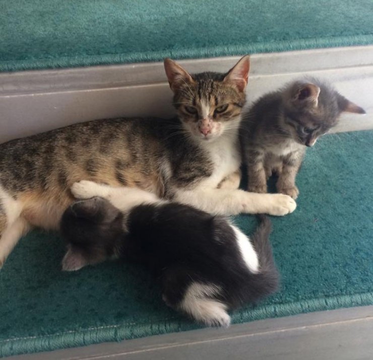 Cami cemaati kaybolan yavrular için seferber oldu