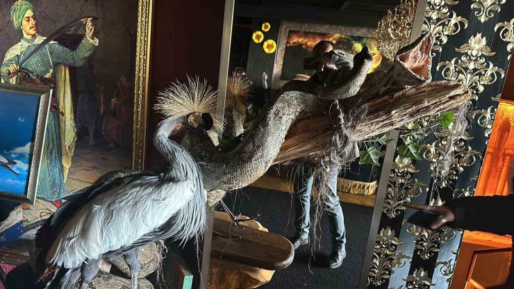 BEYKOZ’DA BASKIN YAPILAN EVDE NİL TİMSAHI, ANAKONDA YILANI ELE GEÇİRİLDİ