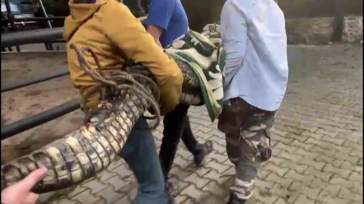 BEYKOZ’DA BASKIN YAPILAN EVDE NİL TİMSAHI, ANAKONDA YILANI ELE GEÇİRİLDİ