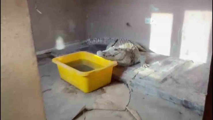 BEYKOZ’DA BASKIN YAPILAN EVDE NİL TİMSAHI, ANAKONDA YILANI ELE GEÇİRİLDİ