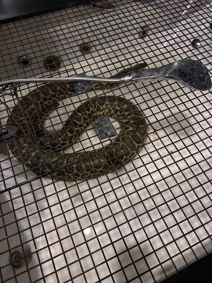 BEYKOZ’DA BASKIN YAPILAN EVDE NİL TİMSAHI, ANAKONDA YILANI ELE GEÇİRİLDİ