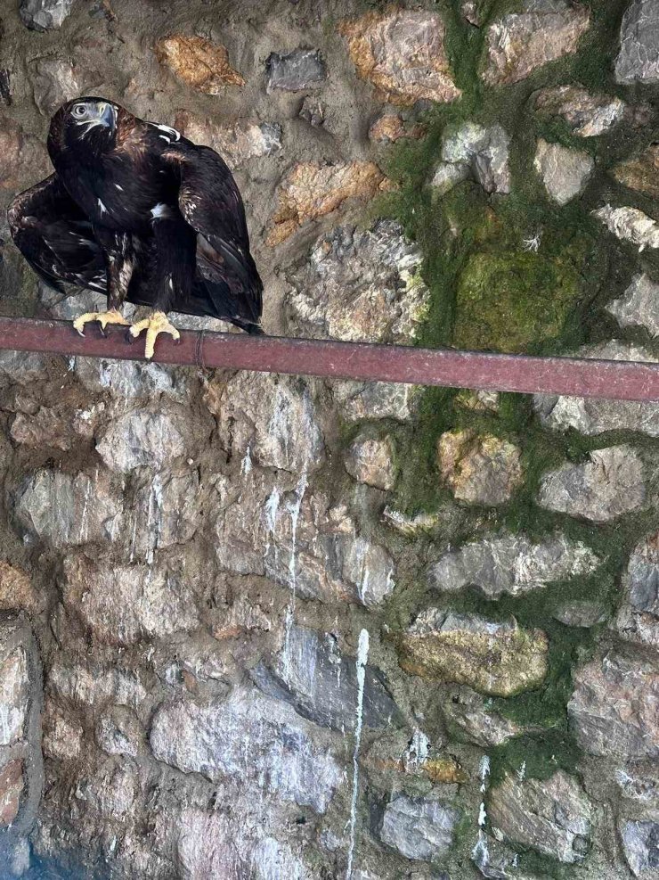 BEYKOZ’DA BASKIN YAPILAN EVDE NİL TİMSAHI, ANAKONDA YILANI ELE GEÇİRİLDİ