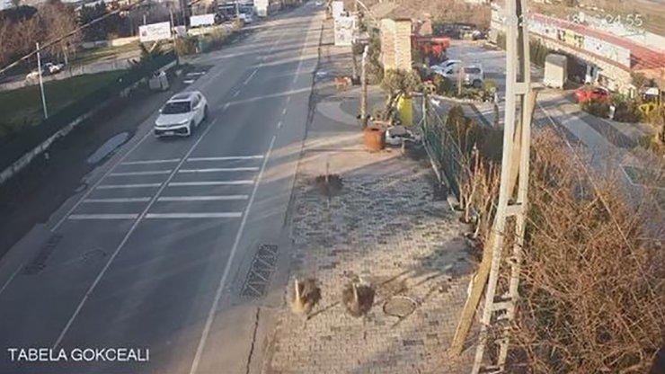 ÇATALCA’DA BİR İŞLETMEDEN KAÇAN DEVE KUŞLARI ORTALIĞI BİRBİRİNE KATTI