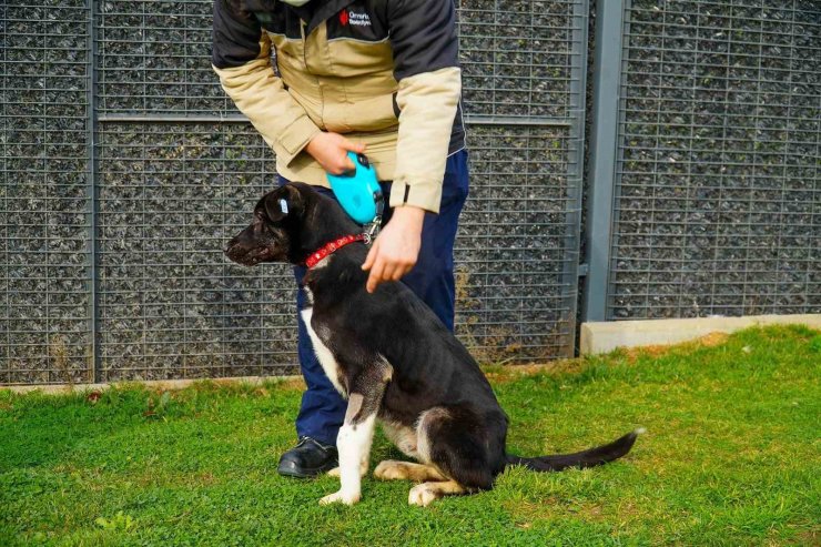 ÜMRANİYE BELEDİYESİ, HAYVAN SAHİPLENMEDE REHBERİNİZ OLUYOR