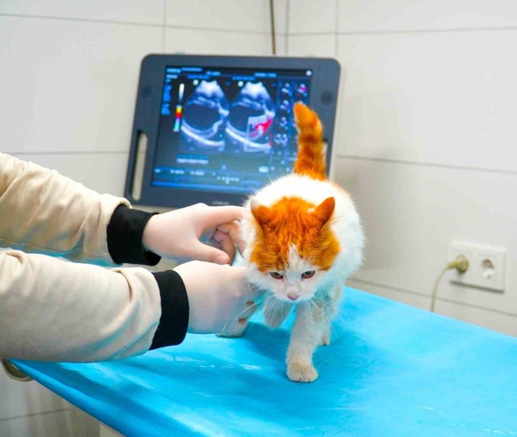 ÜMRANİYE BELEDİYESİ, HAYVAN SAHİPLENMEDE REHBERİNİZ OLUYOR