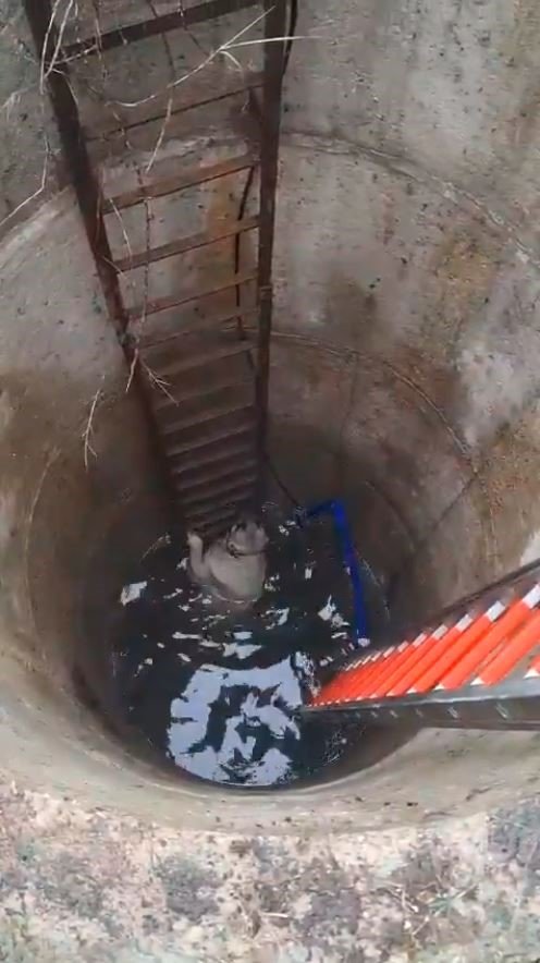 ÇATALCA’DA KUYUYA DÜŞEN KÖPEĞİ İTFAİYECİLER KURTARDI