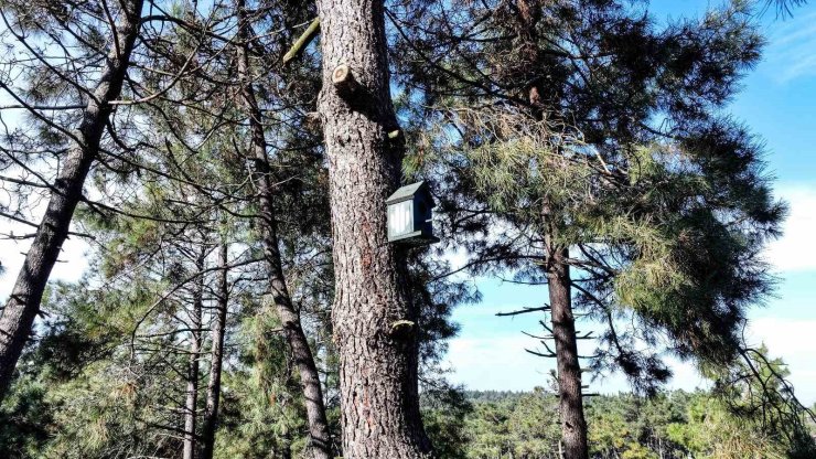 ÜMRANİYE’DE DOĞAYA EN GÜZEL KATKI: ‘KUŞ EVLERİ’