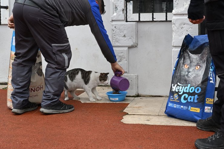 GAZİOSMANPAŞA BELEDİYESİ’NDEN SOKAK HAYVANLARI İÇİN MAMA DESTEĞİ