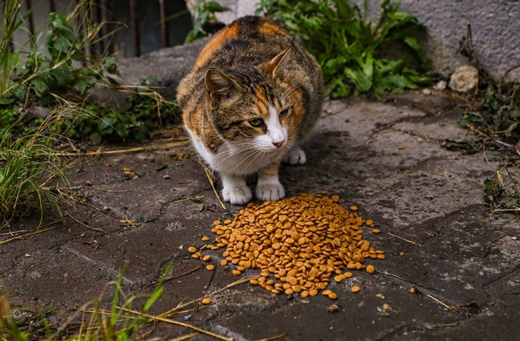 GAZİOSMANPAŞA BELEDİYESİ’NDEN SOKAK HAYVANLARI İÇİN MAMA DESTEĞİ