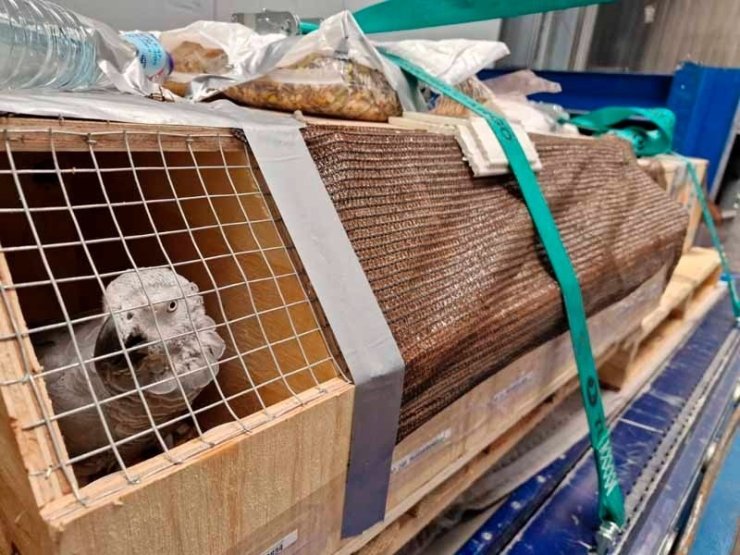 GRİ PAPAĞANLAR TURKİSH CARGO İLE ÖZGÜRLÜĞE UÇTU