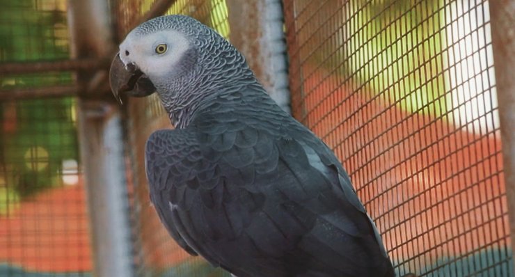 GRİ PAPAĞANLAR TURKİSH CARGO İLE ÖZGÜRLÜĞE UÇTU