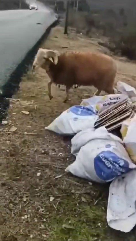 BEYKOZ’DA KOÇ, TEMİZLİK İŞÇİLERİNE ZOR ANLAR YAŞATTI