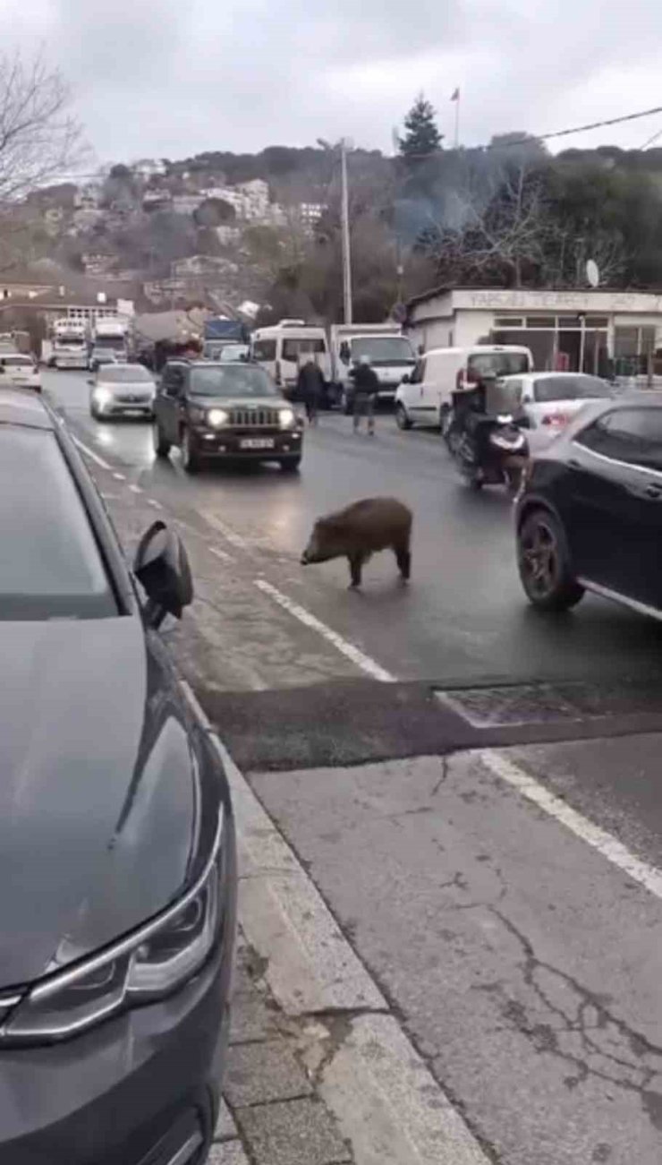 SARIYER’DE ŞEHRE İNEN YABAN DOMUZUNUN İLGİNÇ HAREKETLERİ ŞAŞIRTTI