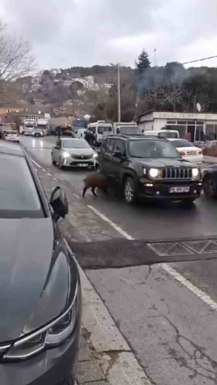 SARIYER’DE ŞEHRE İNEN YABAN DOMUZUNUN İLGİNÇ HAREKETLERİ ŞAŞIRTTI