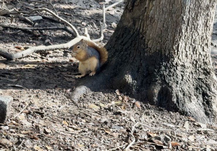 SOĞUK HAVADA SİNCAPLAR YILDIZ PARKI’NDA YİYECEK ARADI