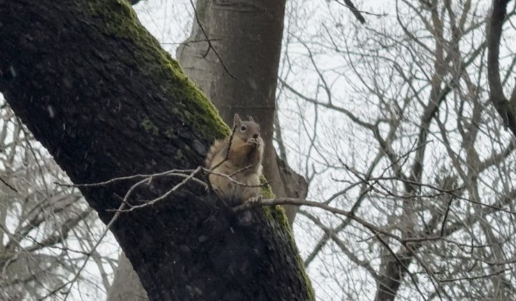 SOĞUK HAVADA SİNCAPLAR YILDIZ PARKI’NDA YİYECEK ARADI