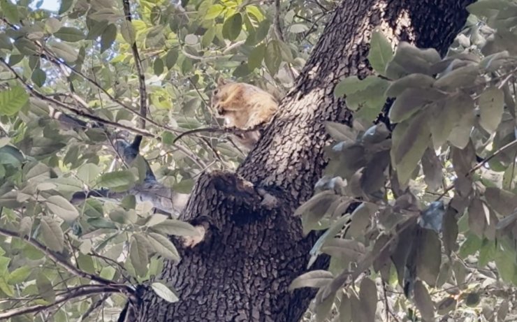 SOĞUK HAVADA SİNCAPLAR YILDIZ PARKI’NDA YİYECEK ARADI