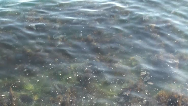 SARIYER’DE BİNLERCE DENİZANASI KIYIYA VURDU