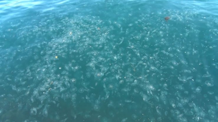 SARIYER’DE BİNLERCE DENİZANASI KIYIYA VURDU