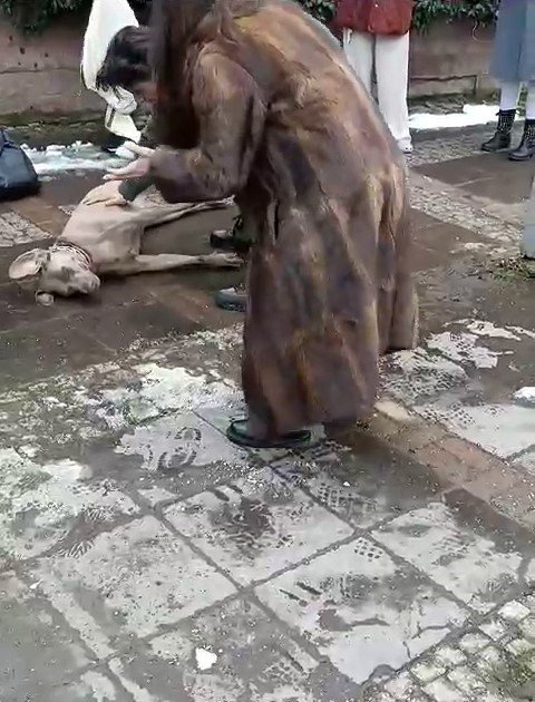 BEŞİKTAŞ’TA ELEKTRİK AKIMINA KAPILAN KÖPEK SAHİBİNİ ISIRDI, HATTAKİ SORUN GİDERİLDİ