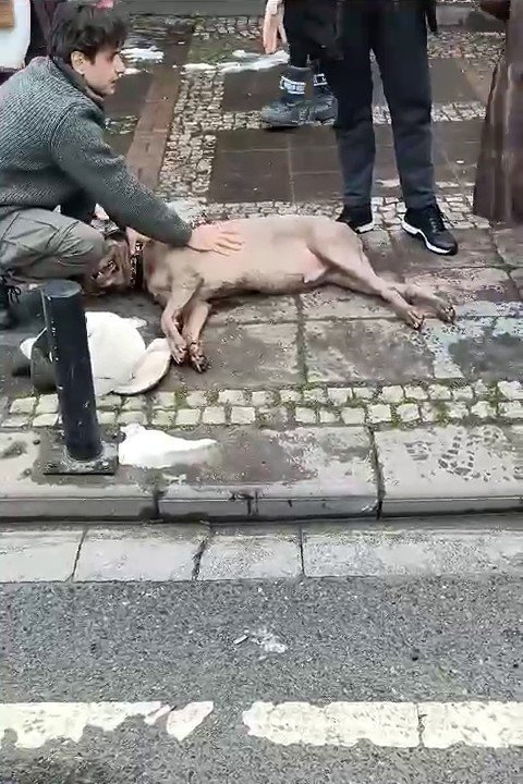 BEŞİKTAŞ’TA ELEKTRİK AKIMINA KAPILAN KÖPEK SAHİBİNİ ISIRDI, HATTAKİ SORUN GİDERİLDİ