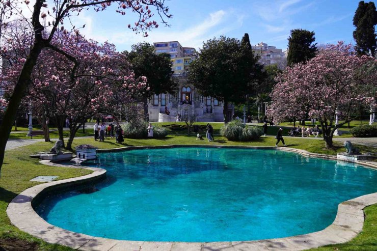 IHLAMUR KASIRLARI’NDA BAHARIN MÜJDECİSİ MANOLYA AĞAÇLARI ÇİÇEK AÇTI