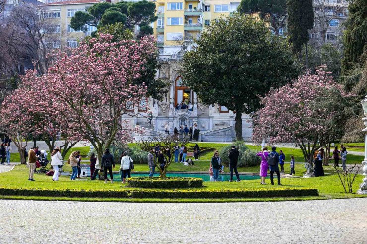 IHLAMUR KASIRLARI’NDA BAHARIN MÜJDECİSİ MANOLYA AĞAÇLARI ÇİÇEK AÇTI