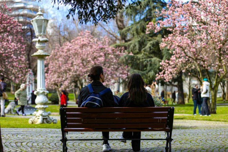 IHLAMUR KASIRLARI’NDA BAHARIN MÜJDECİSİ MANOLYA AĞAÇLARI ÇİÇEK AÇTI